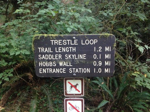 Medium trestle loop redwoods